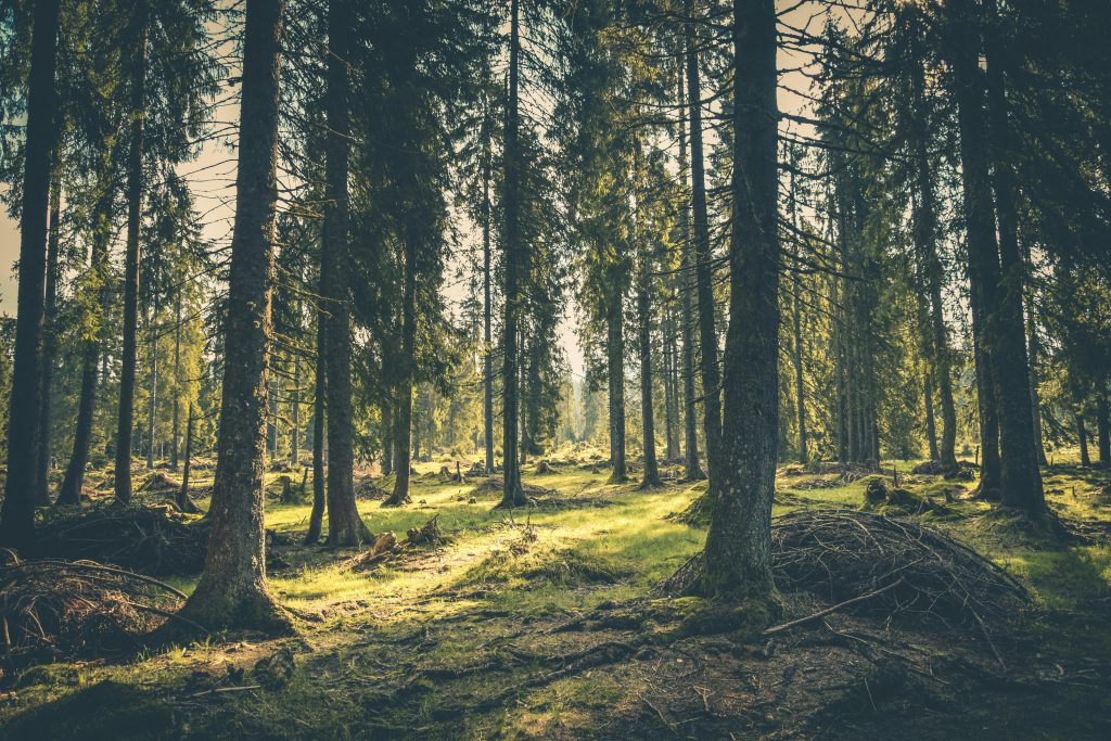 Tranquil forest with lush greenery and towering trees in Budureasa, Romania.