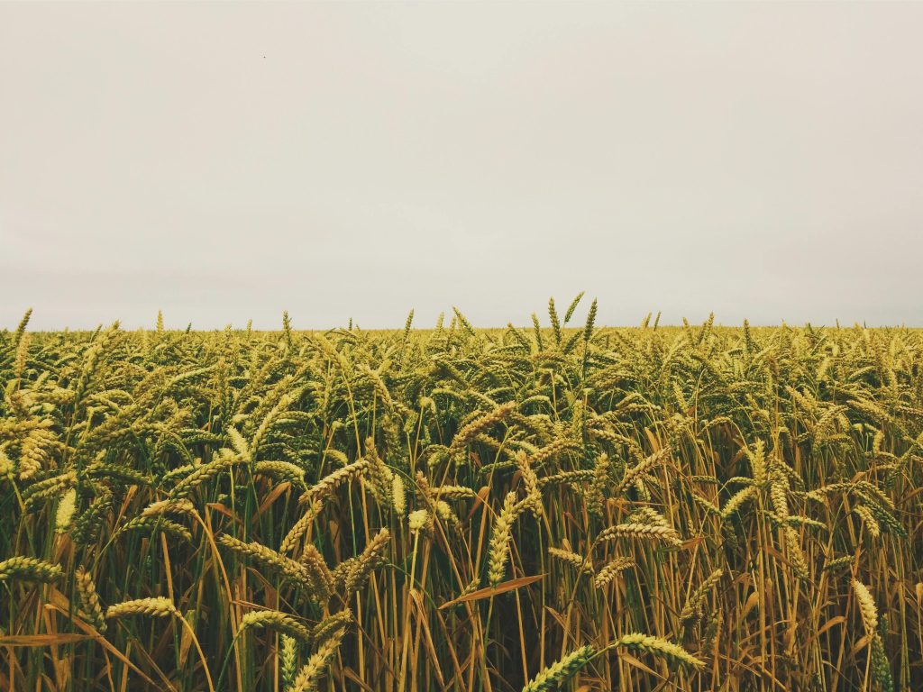 Expansive wheat field in Étretat, Normandie, France under an overcast sky, perfect for agricultural themes.